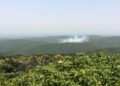 Orangután en el suelo de la selva de Borneo rodeado de humo por incendios agrícolas.