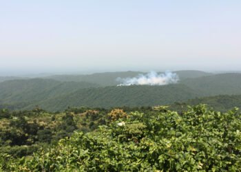 Orangután en el suelo de la selva de Borneo rodeado de humo por incendios agrícolas.