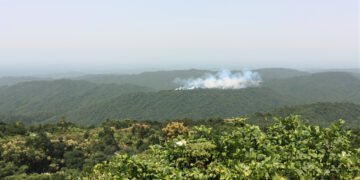 Orangután en el suelo de la selva de Borneo rodeado de humo por incendios agrícolas.