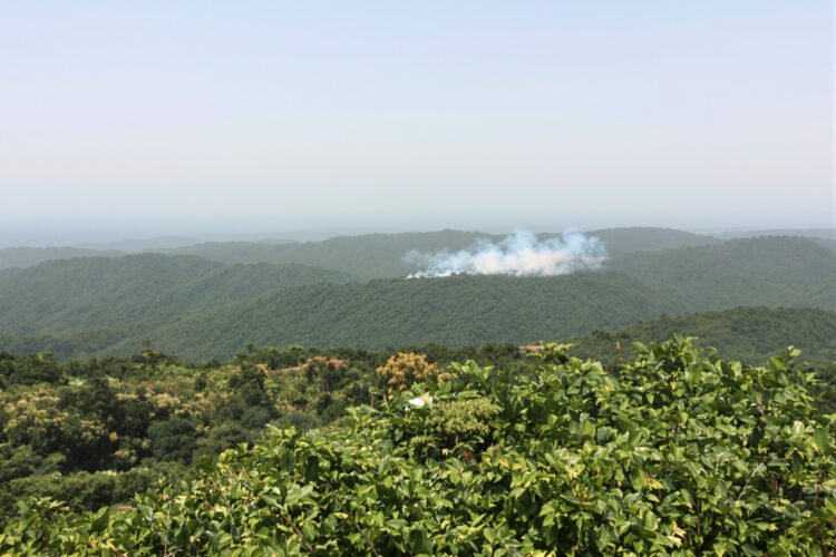 Orangután en el suelo de la selva de Borneo rodeado de humo por incendios agrícolas.