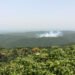 Orangután en el suelo de la selva de Borneo rodeado de humo por incendios agrícolas.