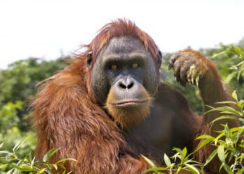 Orangután en la selva tropical de Sumatra, hábitat del orangután de Tapanuli.