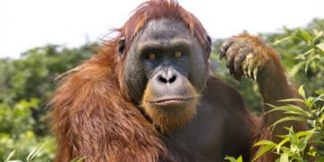 Orangután en la selva tropical de Sumatra, hábitat del orangután de Tapanuli.