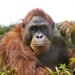 Orangután en la selva tropical de Sumatra, hábitat del orangután de Tapanuli.