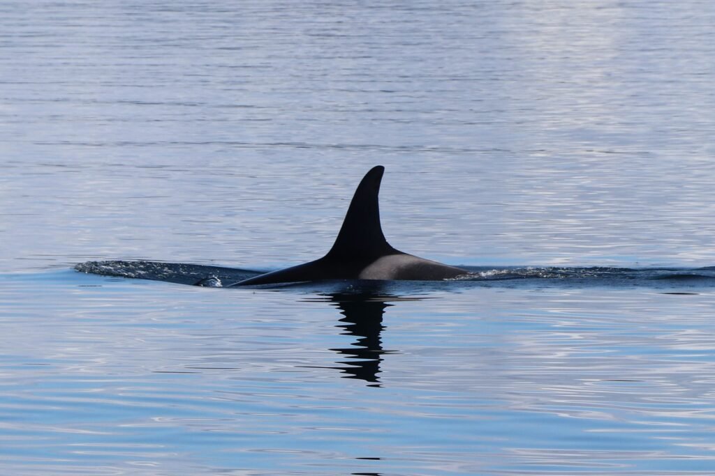 Orca emergiendo en aguas del Pacífico, ejemplar del tipo documentado en México con dieta generalista.