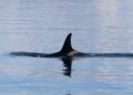 Orca emergiendo en aguas del Pacífico, ejemplar del tipo documentado en México con dieta generalista.