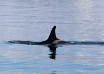 Orca emergiendo en aguas del Pacífico, ejemplar del tipo documentado en México con dieta generalista.