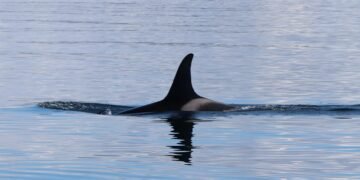 Orca emergiendo en aguas del Pacífico, ejemplar del tipo documentado en México con dieta generalista.