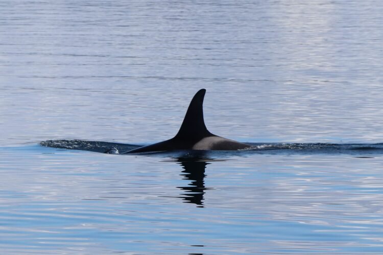 Orca emergiendo en aguas del Pacífico, ejemplar del tipo documentado en México con dieta generalista.