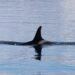 Orca emergiendo en aguas del Pacífico, ejemplar del tipo documentado en México con dieta generalista.