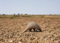 Pangolín gigante africano caminando por el suelo del bosque, especie en peligro crítico en Kenia.