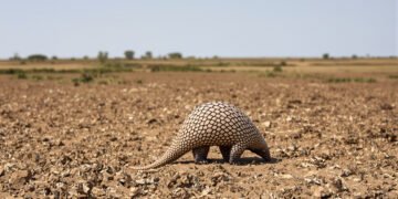 Pangolín gigante africano caminando por el suelo del bosque, especie en peligro crítico en Kenia.
