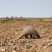 Pangolín gigante africano caminando por el suelo del bosque, especie en peligro crítico en Kenia.