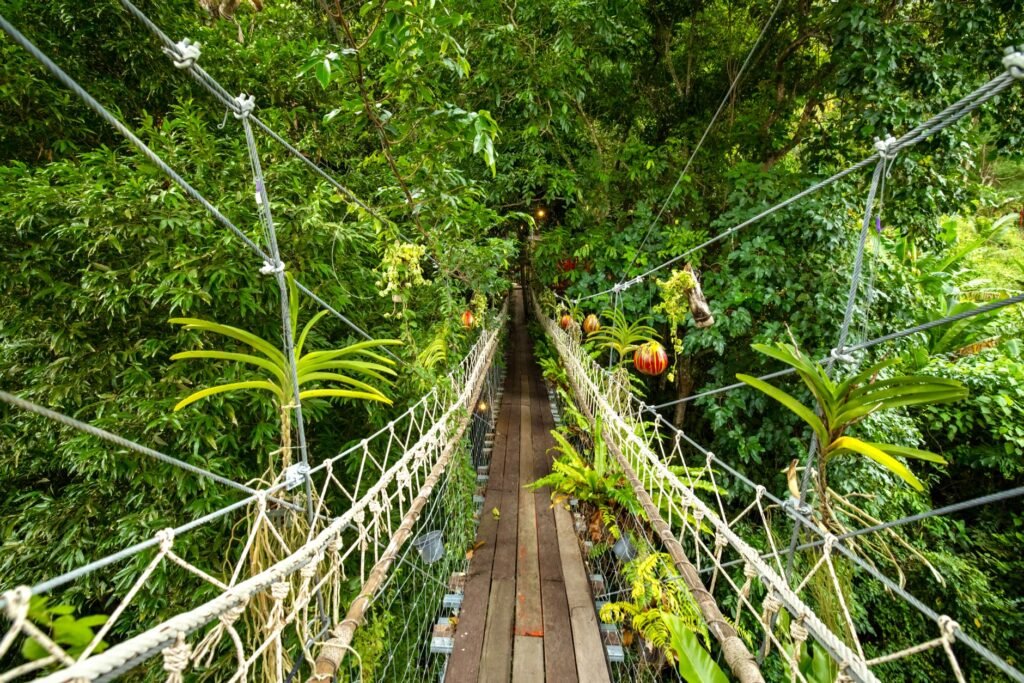 Mono cruzando un puente colgante entre las copas de los árboles en un bosque tropical de América Latina.
