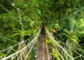 Mono cruzando un puente colgante entre las copas de los árboles en un bosque tropical de América Latina.