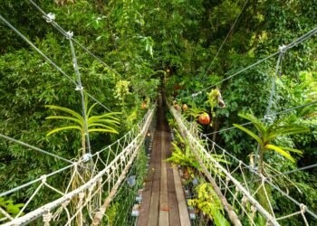 Mono cruzando un puente colgante entre las copas de los árboles en un bosque tropical de América Latina.