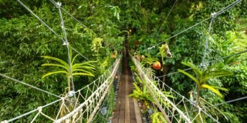 Mono cruzando un puente colgante entre las copas de los árboles en un bosque tropical de América Latina.