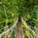 Mono cruzando un puente colgante entre las copas de los árboles en un bosque tropical de América Latina.