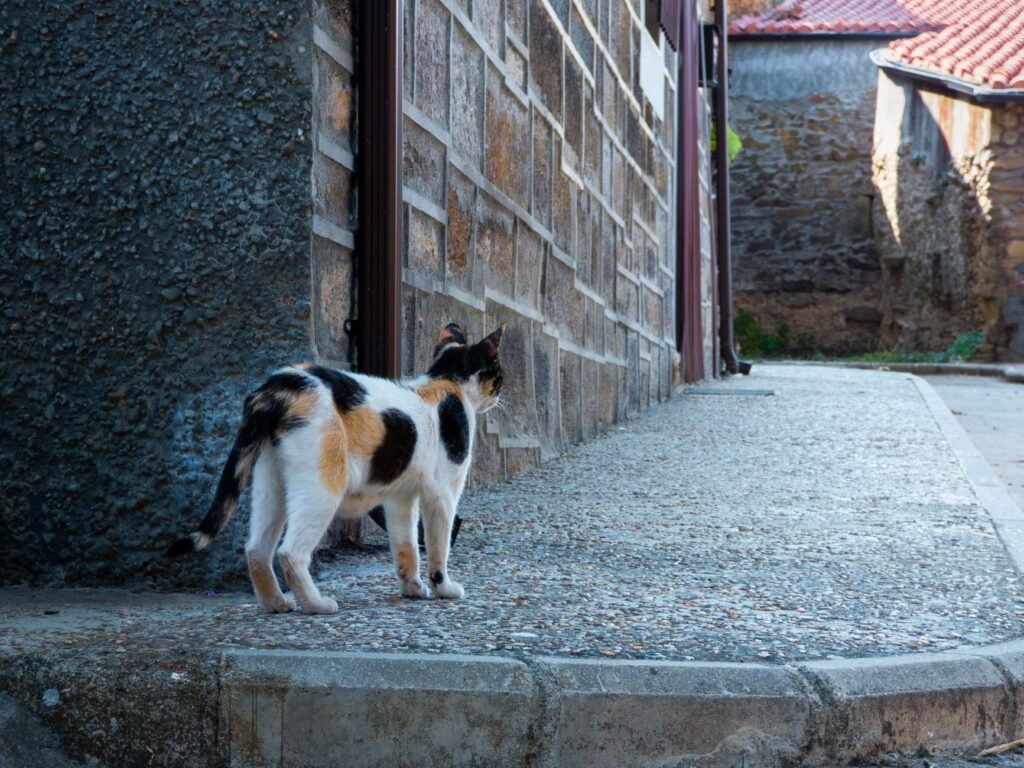 Perros en paisaje rural chileno cerca de areas protegidas donde afectan fauna nativa y ganado.
