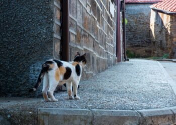 Perros en paisaje rural chileno cerca de areas protegidas donde afectan fauna nativa y ganado.