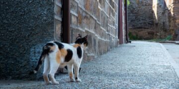 Perros en paisaje rural chileno cerca de areas protegidas donde afectan fauna nativa y ganado.