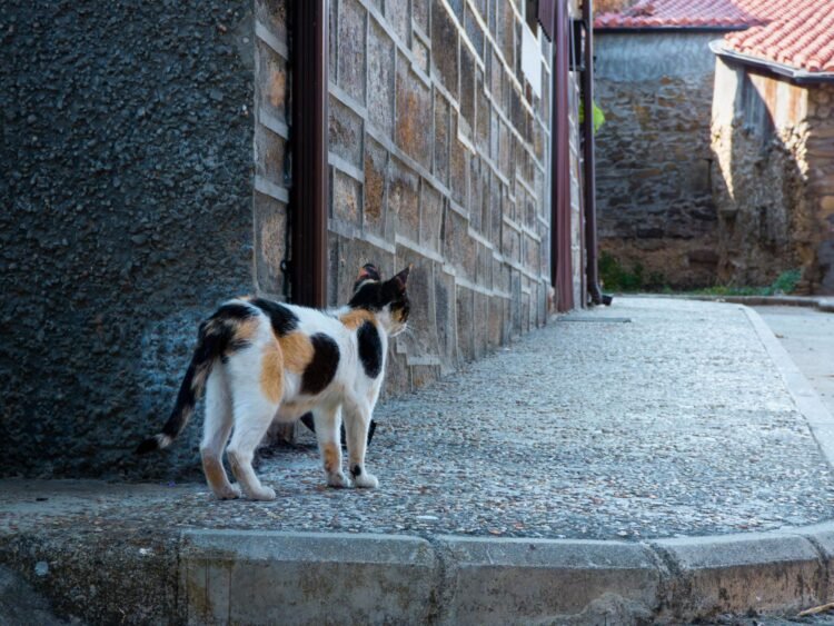 Perros en paisaje rural chileno cerca de areas protegidas donde afectan fauna nativa y ganado.