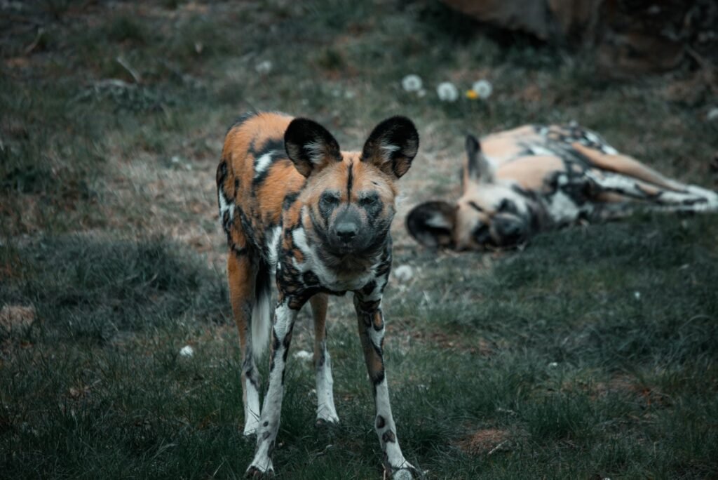Manada de perros salvajes africanos en movimiento por la sabana de Zambia.