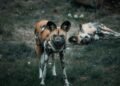 Manada de perros salvajes africanos en movimiento por la sabana de Zambia.