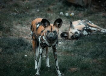 Manada de perros salvajes africanos en movimiento por la sabana de Zambia.