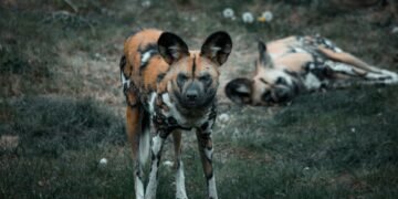 Manada de perros salvajes africanos en movimiento por la sabana de Zambia.