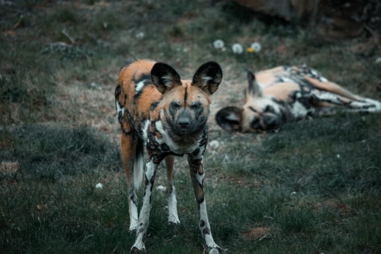 Manada de perros salvajes africanos en movimiento por la sabana de Zambia.