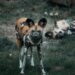 Manada de perros salvajes africanos en movimiento por la sabana de Zambia.