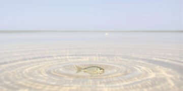 Pez pequeño en humedal temporal, hábitat característico de los rivúlidos bolivianos en los Llanos de Moxos.
