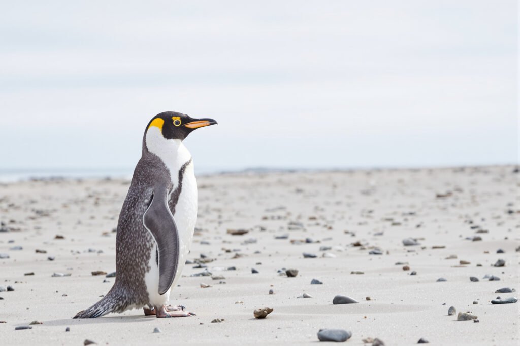 Pingüino de ojos amarillos en la costa de Nueva Zelanda, especie en peligro de extinción.