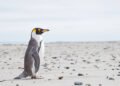Pingüino de ojos amarillos en la costa de Nueva Zelanda, especie en peligro de extinción.