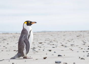 Pingüino de ojos amarillos en la costa de Nueva Zelanda, especie en peligro de extinción.