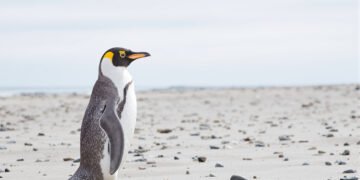 Pingüino de ojos amarillos en la costa de Nueva Zelanda, especie en peligro de extinción.