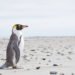 Pingüino de ojos amarillos en la costa de Nueva Zelanda, especie en peligro de extinción.