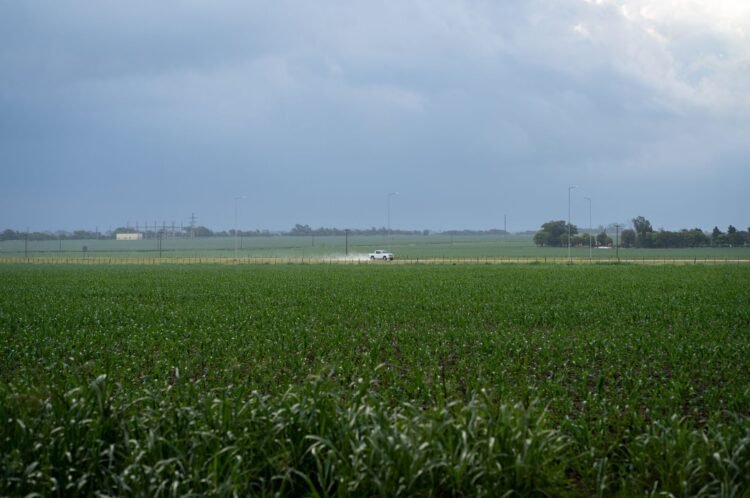 Campo de maíz en la región productora de bioetanol en Argentina.