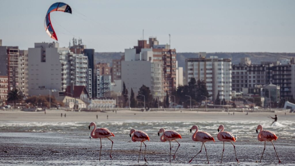 Aves en pastizales naturales argentinos, habitat que protege la Alianza del Pastizal impulsada por Aves Argentinas.