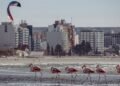 Aves en pastizales naturales argentinos, habitat que protege la Alianza del Pastizal impulsada por Aves Argentinas.
