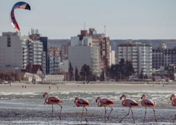 Aves en pastizales naturales argentinos, habitat que protege la Alianza del Pastizal impulsada por Aves Argentinas.