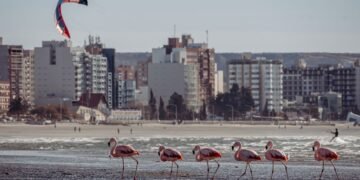 Aves en pastizales naturales argentinos, habitat que protege la Alianza del Pastizal impulsada por Aves Argentinas.