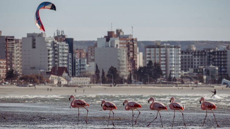 Aves en pastizales naturales argentinos, habitat que protege la Alianza del Pastizal impulsada por Aves Argentinas.
