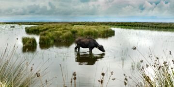 Búfalos pastando en zona húmeda de Corrientes, donde la producción bubalina aprovecha terrenos anegadizos.