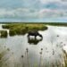Búfalos pastando en zona húmeda de Corrientes, donde la producción bubalina aprovecha terrenos anegadizos.