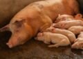 Granja porcina intensiva en Argentina, donde la producción de carne de cerdo creció 12,4% en 2026.