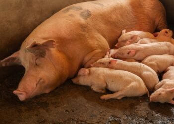 Granja porcina intensiva en Argentina, donde la producción de carne de cerdo creció 12,4% en 2026.