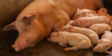 Granja porcina intensiva en Argentina, donde la producción de carne de cerdo creció 12,4% en 2026.