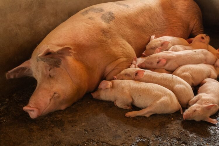 Granja porcina intensiva en Argentina, donde la producción de carne de cerdo creció 12,4% en 2026.